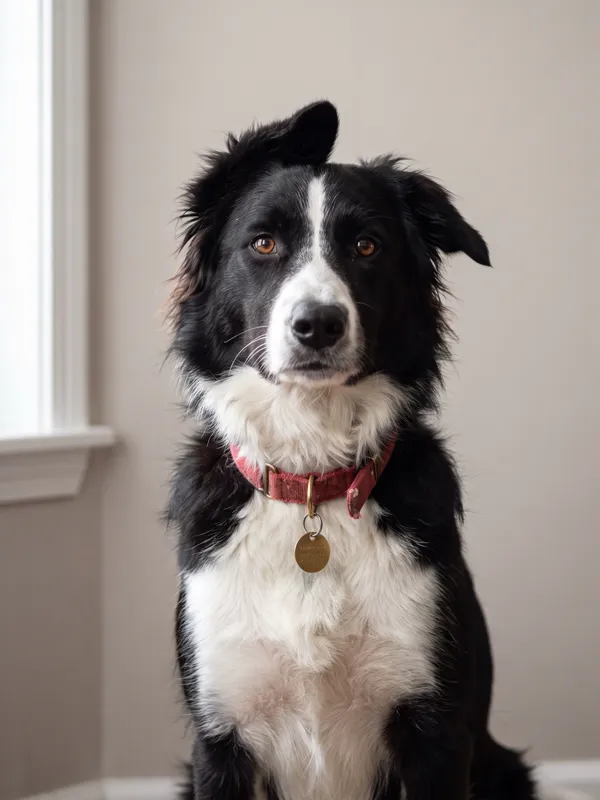 AI-generated photo of a fictional black-and-white border collie mix with a red collar and brass tag